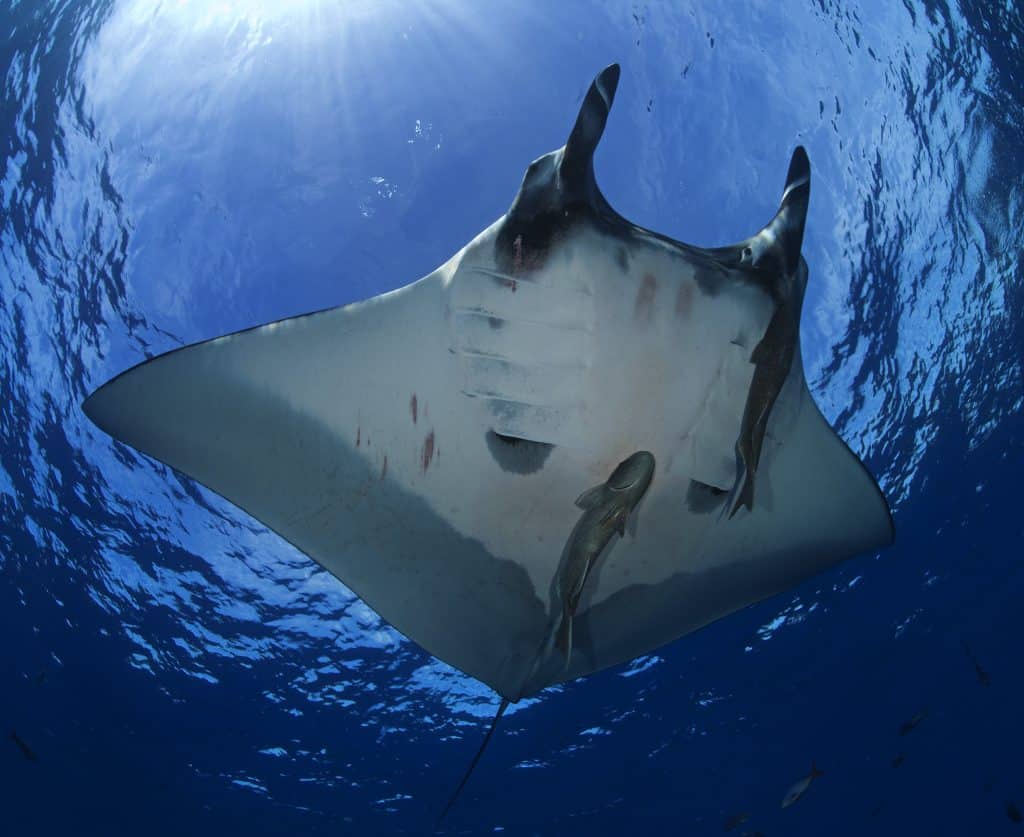 Giant Pacific Manta Ray Socorro Island