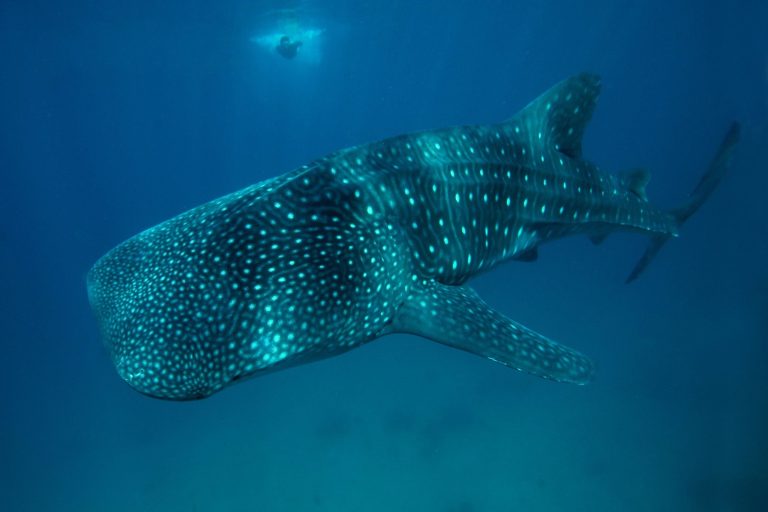 Atlantis Dumaguete Resort Whaleshark