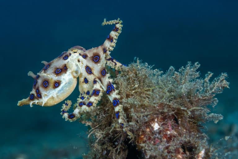 Lembeh Resort Bluering Octopus