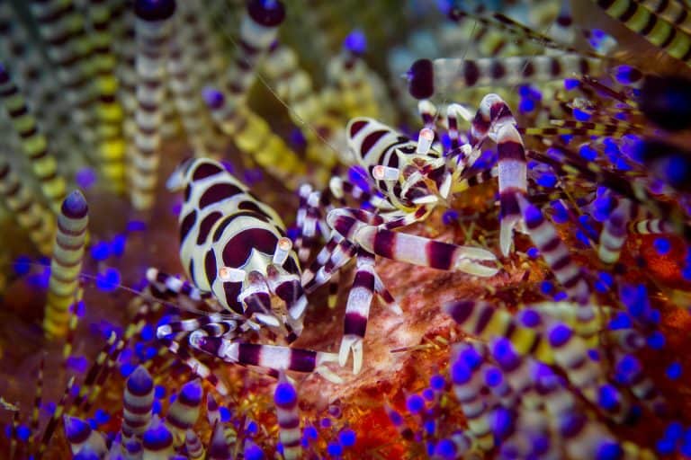 Lembeh Resort Coleman Shrimps