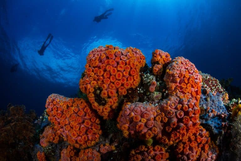 Lembeh Resort Coral Reefs