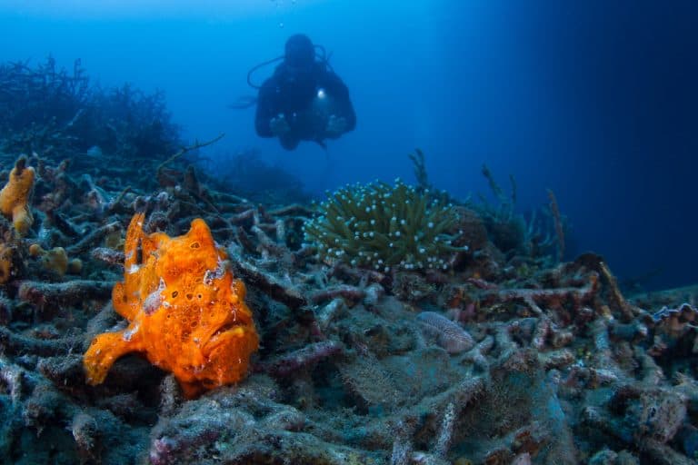 Lembeh Resort Frogfish And Diver