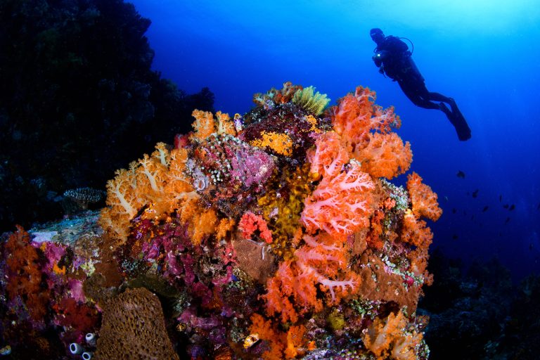 Murex Bangka Resort Soft Corals And Diver