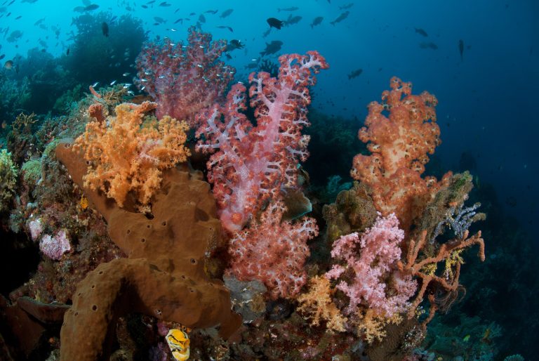 Murex Manado Resort Soft Corals