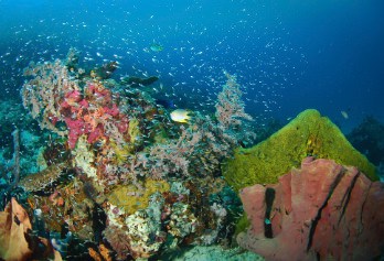 Indonesia Diving holidays - fantasic corals