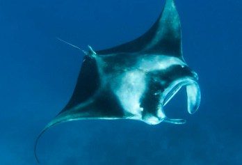 Maldives diving holidays Manta