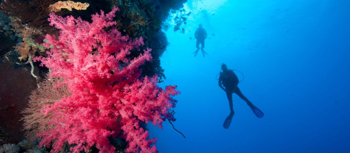 Divers alongside coral wall. Credit: Image Source/Avalon